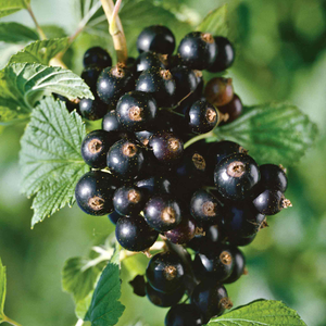 Blackcurrant 'Titania'