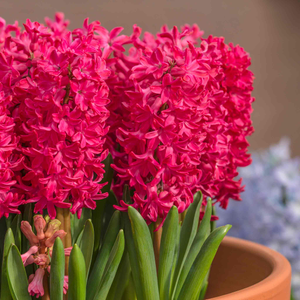 Hyacinth Bulbs 'Jan Bos'