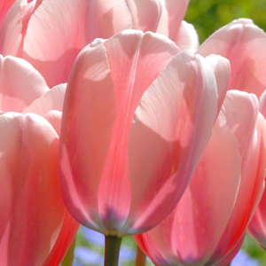 Tulip Bulbs 'Salmon Impression'