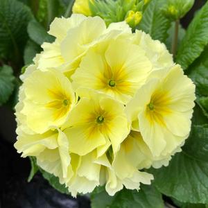 Polyanthus 'Showstopper Cream'