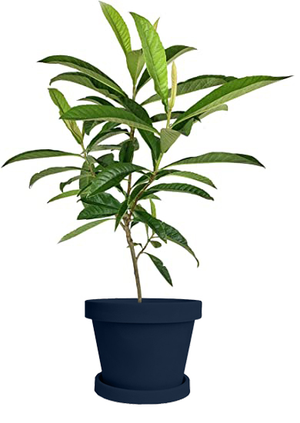 Loquat (Japanese Plum) Tree