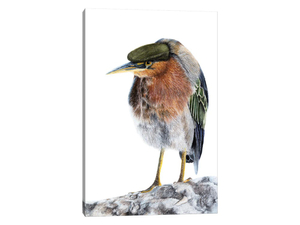 Green Heron
