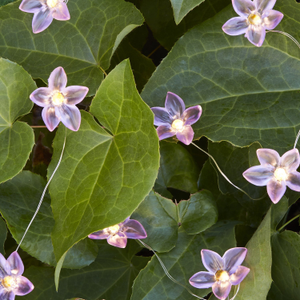20 Flower Outdoor Micro Fairy Lights