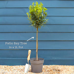 The Patio Bay Tree Gift
