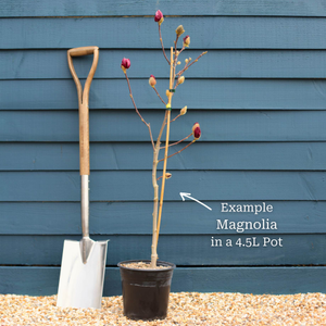 The 'Genie' Magnolia Tree Gift