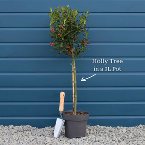 The Patio Holly Tree Gift