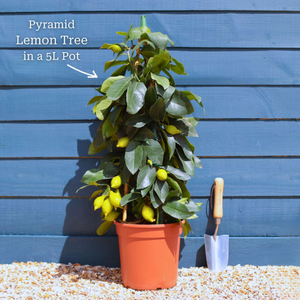 Pyramid Lemon Tree | 4 Seasons Lemon