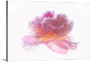 Pink Peony