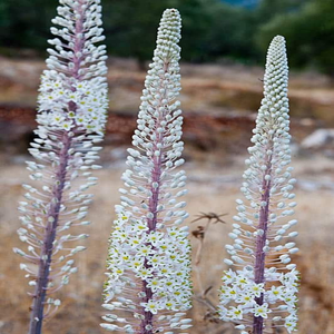 Urginea maritima (Sea Squill) Bulbs