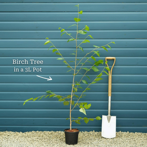 Snow Queen Himalayan Birch Tree | Betula utilis jacquemontii 'Doorenbos'