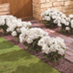 Faux Geraniums (Pack of 3) - White