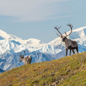 Alaska Wilderness Tour