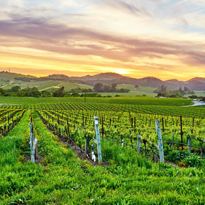 California’s Napa Valley, Redwoods & Yosemite