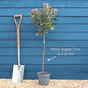 Mini Apple Tree | Malus 'Appletini'