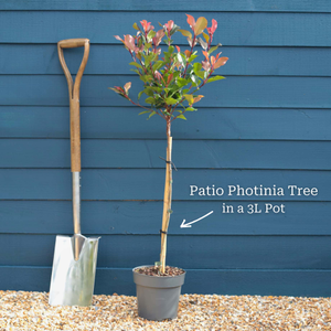 Patio Photinia Tree | Photinia 'Little Red Robin'