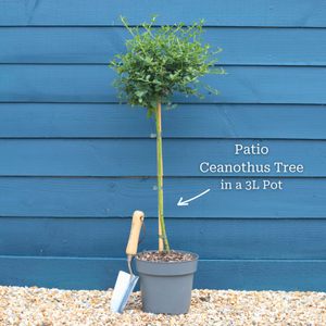 Patio Ceanothus Tree | Ceanothus thyrsiflorus 'Repens'