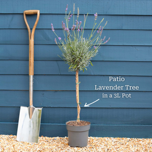 English Lavender Patio Tree | Lavendula 'Munstead'