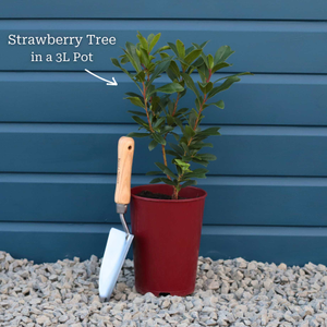 Strawberry Tree | Arbutus unedo 'Rubra'
