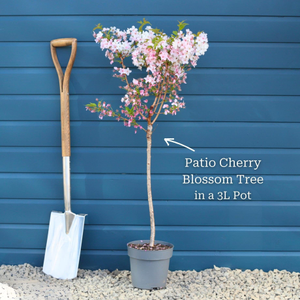 Patio Cherry Blossom Tree | Prunus 'Brilliant'
