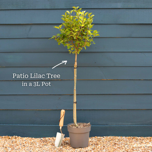 Patio Lilac Tree | Syringa meyeri 'Palibin'