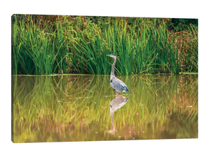 Blue Heron Reflection