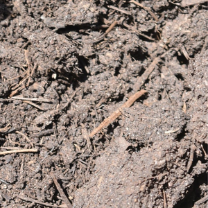 Peat Free Multipurpose Compost (50L)