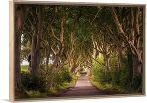 Dark Hedges In Northern Ireland At Sunset