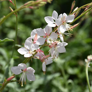 Gaura lindheimeri 'Whirling Butterflies'
