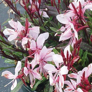 Gaura lindheimeri 'Gaudi Pink'
