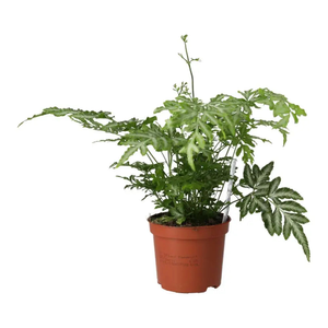Brake Fern (Pteris sp.)