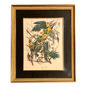 1960s The Audubon Folio Print John James Audubon Carolina Parrot Double Giltwood Fluted Framed Linen Matte.