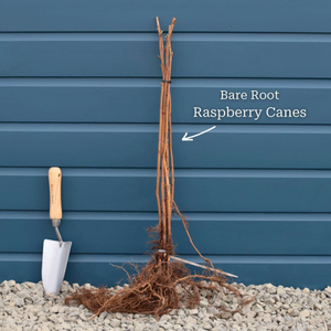 'Glen Mor' Raspberry Plant