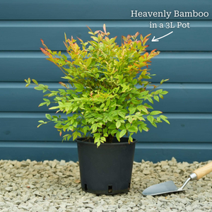 Heavenly Bamboo | Nandina domestica 'Gulf Stream'