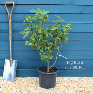 'White Marseilles' Fig Tree