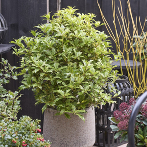 Holly Olive | Osmanthus aquifolium