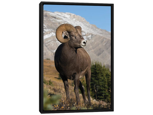 Rocky Mountain Bighorn sheep ram