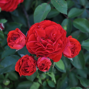 Rosa 'Tara' (Abundant Reka Collection)