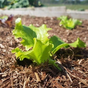 Strulch (Straw Mulch)