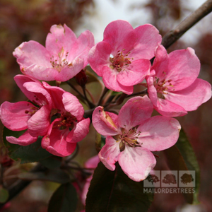 Malus Simcoe - Crab Apple Tree - Mix and Match