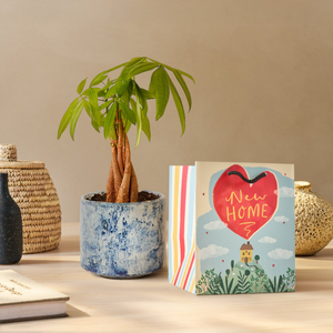PATCH ‘Ariel' the Money Tree with Pot & New Home Gift Bag