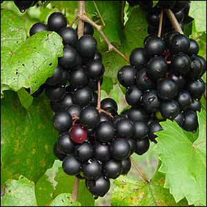 Cowart Grape Vine