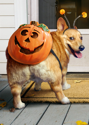 Cute Corgi Dog Pumpkin Costume Halloween Card