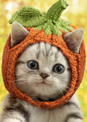 Cute Tabby Kitten Pumpkin Hat Halloween Card