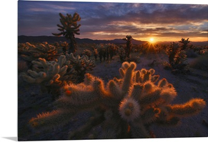 Cholla Garden