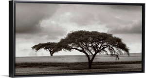 Acacia Trees
