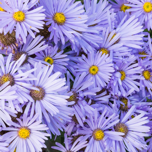 Aster ‘Bluebird’ (Smooth Aster)