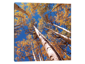 Aspen Trees Against The Sky In Crested Butte, Colorado .