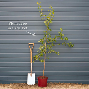 'Mirabelle Ruby' Plum Tree