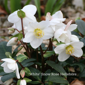 The Hellebore Gift