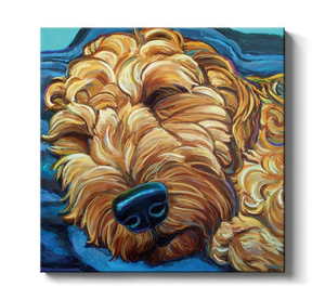 Sleepy Goldendoodle